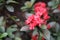 Red asoka flower