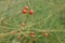 Red asparagus seeds and foliage