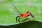 Red Assassin bug nymph