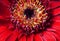 Red aster gerbera macro