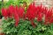 Red Astilbe (False Spirea)