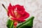 Red attractive rose in a room against wallpaper background_