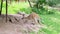 Red Australian adult Kangaroo eating grass. Kangaroo grazing on green landscape, with another kangaroo in the background