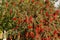 Red Australian bottlebrush, Callistemon