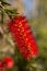 Red Australian bottlebrush, Callistemon