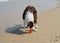 Red Australian Shepherd plays with ball on Beach in Charles Clore Park. Tel Aviv