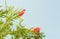 Red Australian wildflower Callistemon bottlebrush