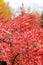 Red autumn bush cotoneaster