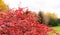Red autumn bush cotoneaster
