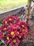 Red autumn chrysanthemums bloom in the garden against the background of yellow chrysanthemums