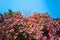 Red autumn climbing Parthenocissus leaves and berries