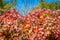 Red autumn climbing Parthenocissus leaves and berries