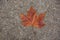 Red autumn dry fall nature color leaf on concrete asphalt