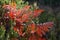 Red autumn fern