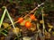 Red in the autumn forest - berry, lily of the valley flower seeds  poisonous . A close up of the Lily of the valley berries .