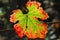 Red autumn grape leaves