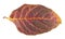Red autumn leaf of Hungarian lilac or Syringa josikaea isolated on white