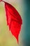 Red autumn leaf on an indistinct background