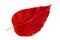 Red autumn leaf mulberry on white background