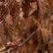 Red autumn leaves background, vibrant colorful branch