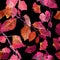 Red autumn leaves, black background. Seamless contrast autumn pattern. Watercolor