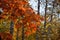 Red autumn leaves of northern red oak on birch grove background