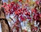Red Autumn Liane leaves