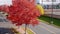 Red autumn maple leaves on a boulevard along a city street. Hand held clip with tilt up