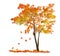 Red autumn maple tree with falling leaves