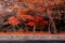 Red autumn maple tree leaves at Morioka Hachimangu and Iwate Gokoku shrine garden