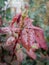 Red autumn perfect leaf drops