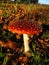 Red Autumn Toadstool