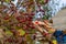 Red autumn viburnum in hands. Picking red viburnum in autumn