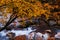 Red autumnal leaves and stream