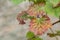 Red autumnal vine leaves on stoned wall background