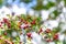 Red autumnal wild fruits. Beautiful hawthorn berries with vivid colors