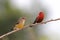 Red Avadavat Amandava amandava Beautiful Birds Male and Female