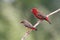 Red Avadavat Amandava amandava Male and Female