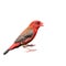 Red Avadavat bird