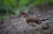 Red avadavat in a coat that is not fully red looking for food on the ground