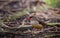 Red avadavat eating seeds on the ground in the field