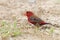 Red Avadavat Male Eating