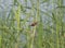 Red avadavat perched on grass reeds by river bank