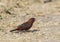 Red Avadavat or Red Munia