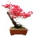 Red azalea bonsai