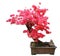 Red azalea bonsai