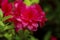 Red azalea flowers under closeup view