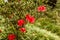 A red Azalea in the tropical garden above the city of Funchal Madeira with background defocussed