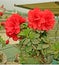 Red Azaleas blooming in spring season