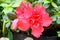red azalia flower in garden